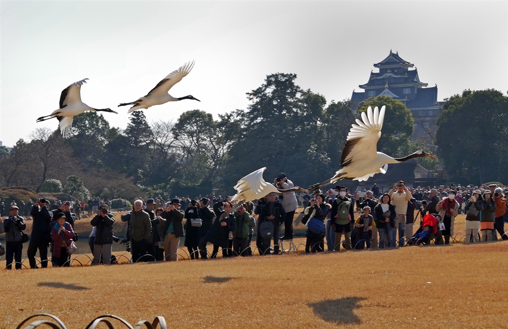 価格 Com 元旦の岡山後楽園 タンチョウの飛翔 パナソニック Lumix Dmc G7h 高倍率ズームレンズキット こことマークンさんのレビュー 評価投稿画像 写真 4k最高