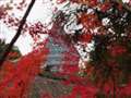 紅葉越しの東山タワー