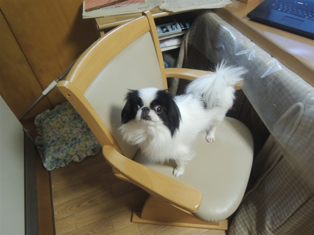 価格 Com 陸の出目金 小型犬 狆 みとははさんのレビュー 評価投稿画像 写真 芸を仕込むのには向いてませんが 飼うのは難しくありません 2714