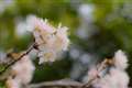 FX50mmƂقړpłA镪̃YgՂB