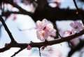 �R�ȊO�̎ʐ^���B�V�O�}Art24-105mm�Ŏ莝���B�e(���S���̉𑜓x�͗���)
