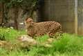 500ミリでチーターを引き寄せ。さすがに甘め。