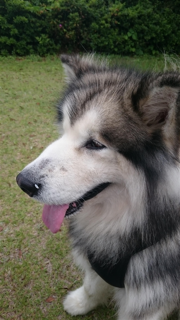 価格 Com 大型犬 アラスカン マラミュート くろすけ さんのレビュー 評価投稿画像 写真 3歳になって