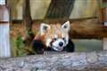 野毛山動物園にて