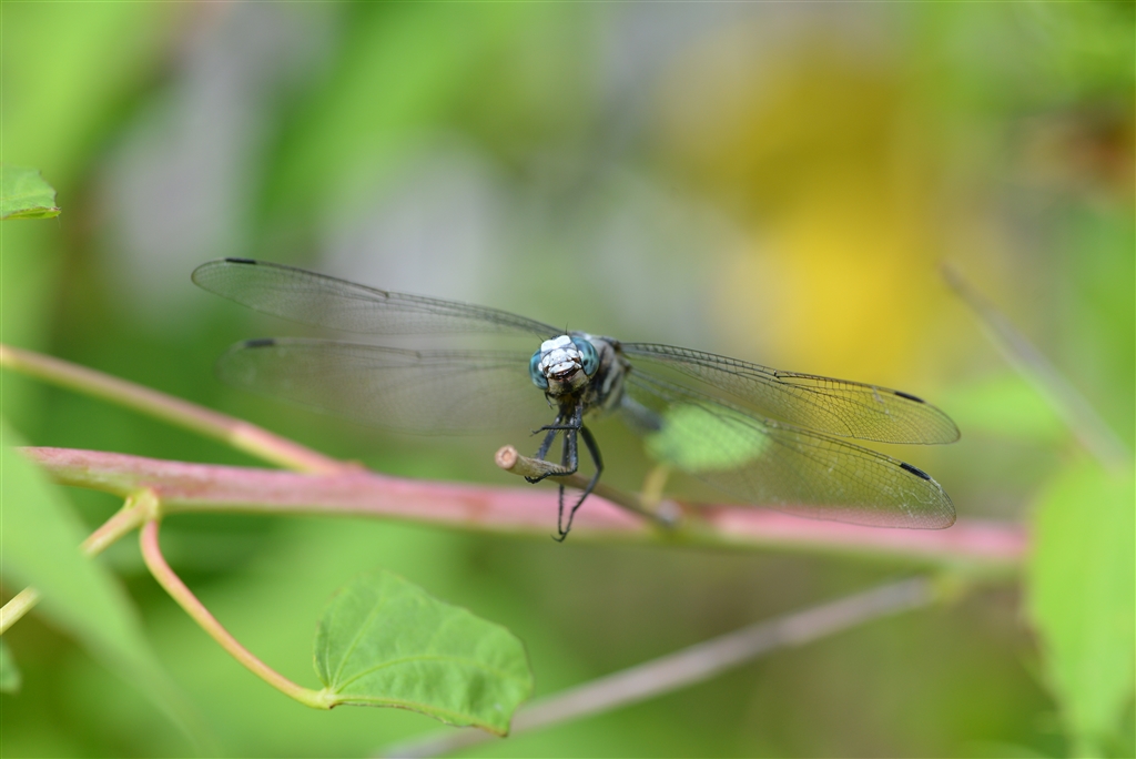  ai af micro nikkor 105mm f2 8d 