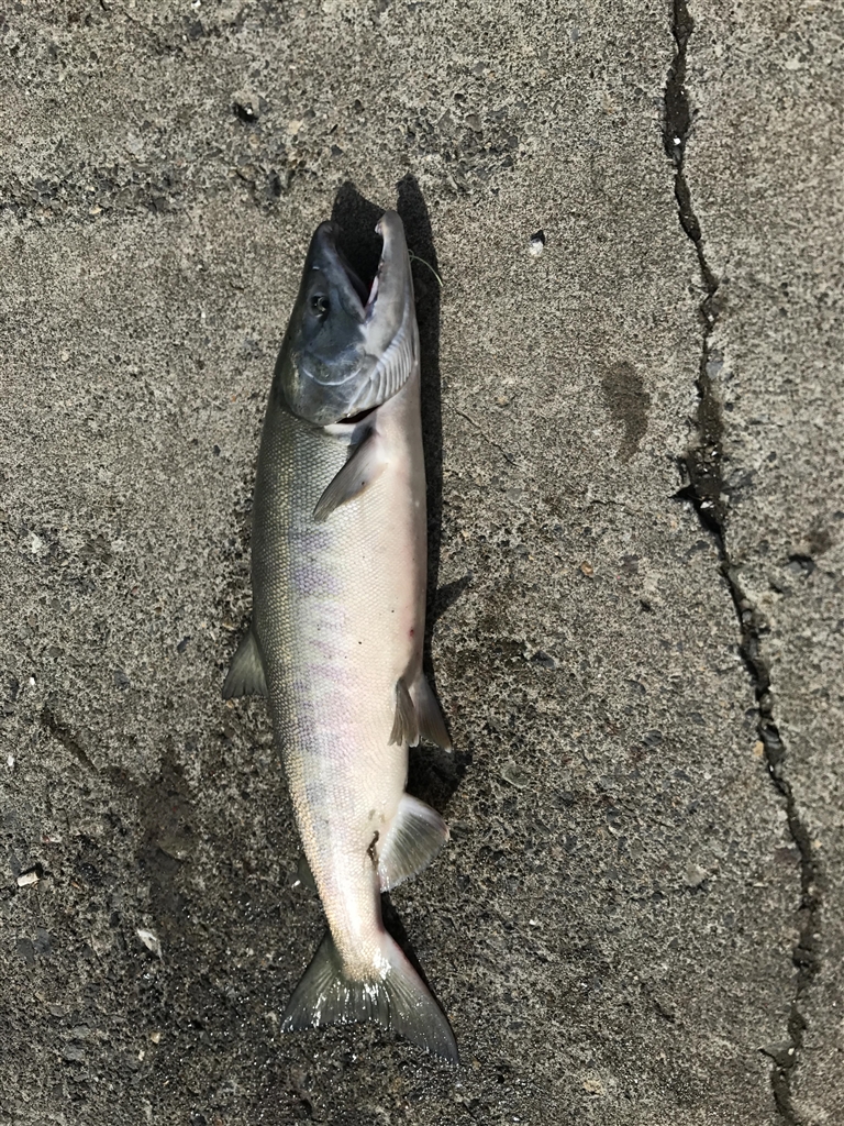 DAIWA リバティーフォース アキアジ AK-1203H（USED』 DAIWA AK
