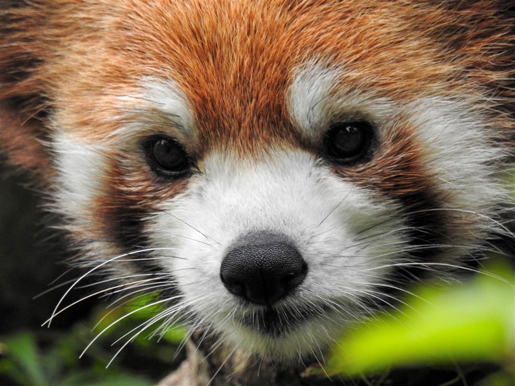 【レッサーパンダ】【2点まとめ】 価格.com - 『動物園でも大活躍です。レッサーパンダくんの鼻のシワ