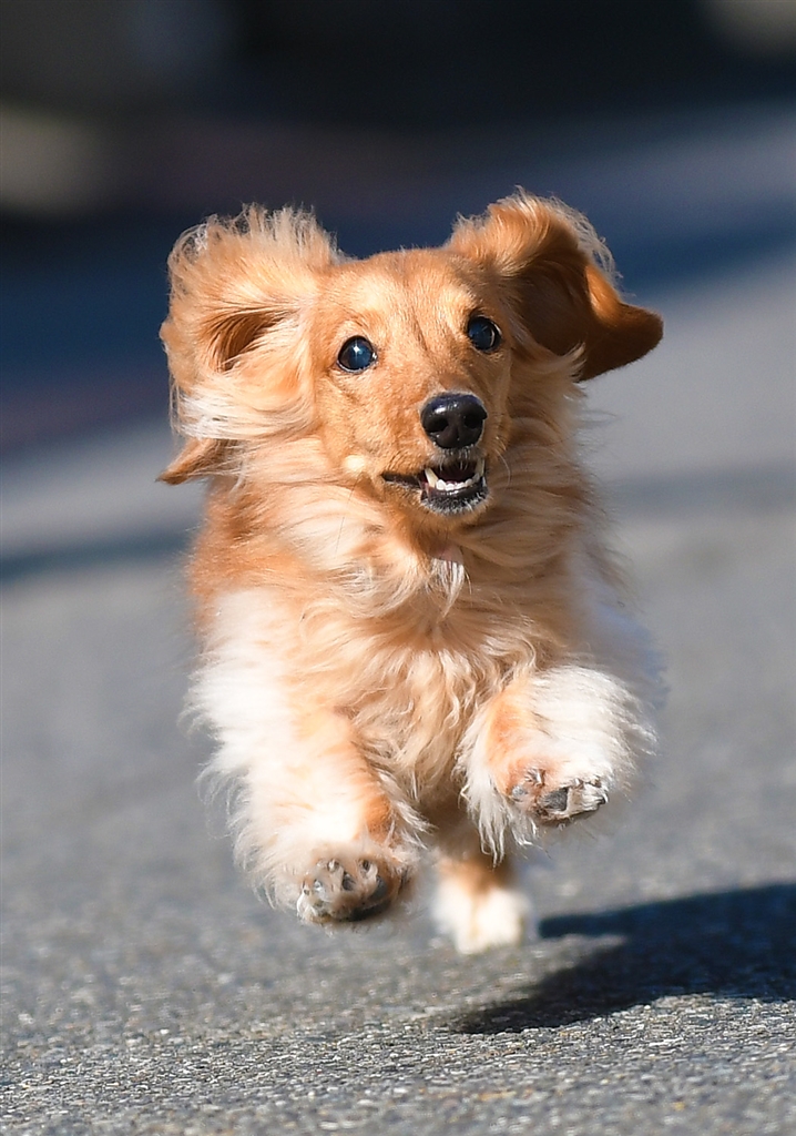 価格 Com Sigma50 100 1 8開放で至近距離をダッシュしてくる犬にバチピンです Afいいね ニコン D500 ボディ マイクロマシーンさんのレビュー 評価投稿画像 写真 Afスゴイ 撮れてないと思っても撮れてる