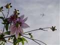 花と飛行機