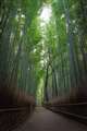 早朝の京都嵐山、竹林の道。ISO6400