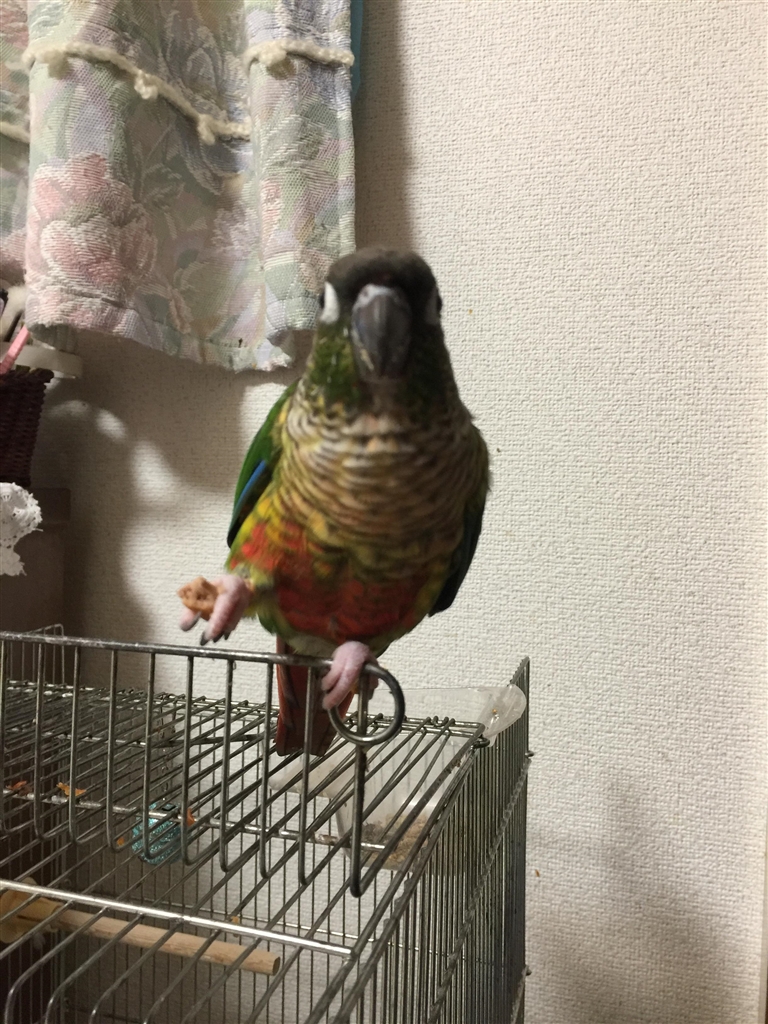 ウロコ インコ 値段 ブログ ニュース