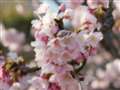 隅田公園にて早咲きの桜