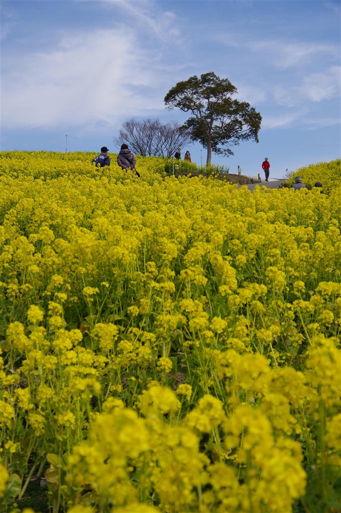 価格.com - 『菜の花畑-縦構図（JPEG撮って出し、編集なし