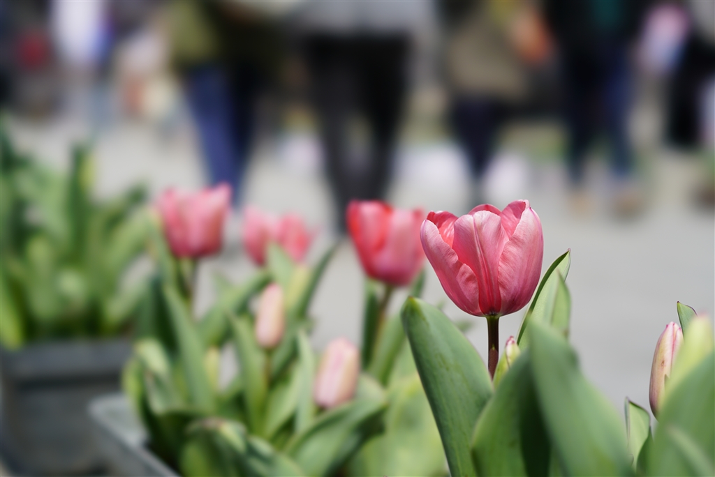 極上美品！魔法のボケ！SONY FE100mm GM STFボケ味特化レンズ 価格.com