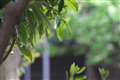 100-400mm F5-6.3 DG OS HSM, 約300mm F6.3 (近景)