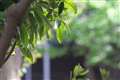 EF100-400mm F4.5-5.6L IS II USM, 約300mm F6.3 (近景)