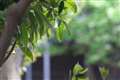 EF70-300mm F4-5.6L IS USM, 約300mm F6.3 (近景)