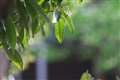 100-400mm F5-6.3 DG OS HSM, 400mm F6.3 (近景)