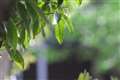 EF100-400mm F4.5-5.6L IS II USM, 400mm F6.3 (近景)