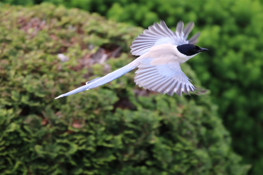 価格.com - 『飛んでるオナガです。』シグマ 150-600mm F5-6.3 DG OS