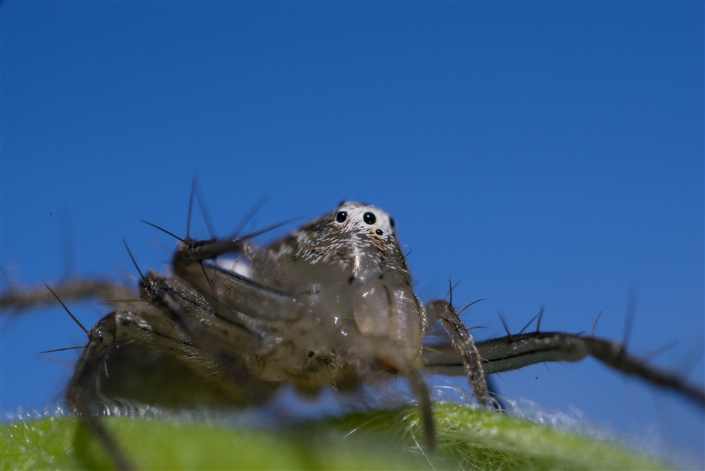 価格.com - 『4倍である程度絞ったはず』中一光学 FREEWALKER 20mm F2.0 SUPER MACRO 4-4.5：1 [ソニー用]  まったりと！さんのレビュー・評価投稿画像・写真「楽しめるレンズの一つ」[356644]