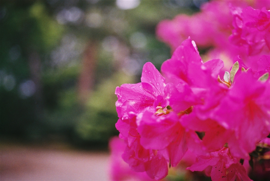 価格.com - 『F3HP ＋ Ai Zoom Nikkor 28-85mm F3.5-4.5S ＋ ネガ