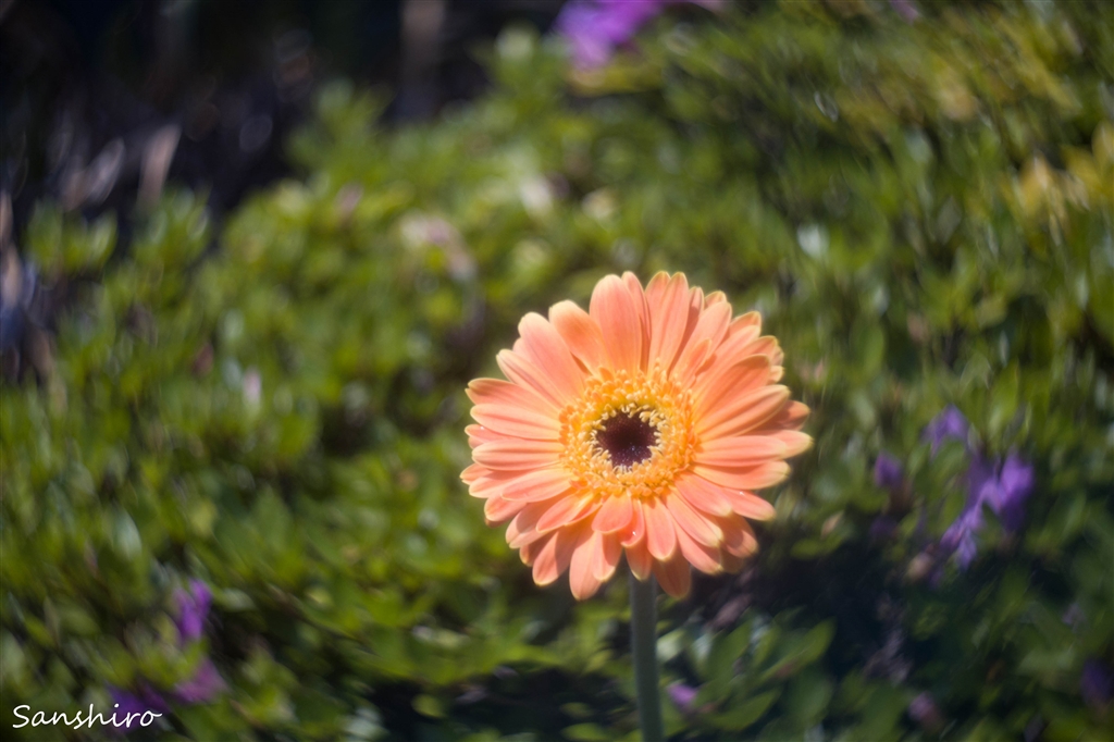 価格.com - 『Zunow Elmo 13mm F1.1』ペンタックス PENTAX Q-S1 ダブル