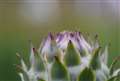 FED Industar10 50mm F3.5+エクステンドチューブ