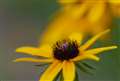 Tamron SP 90mm F2.5