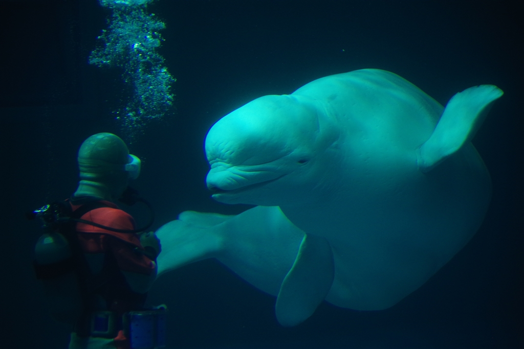 価格.com - 『鴨川シーワールド ジュゴン 室内での撮影もいけます