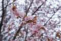 近所の桜を撮影。おとなしい感じの映りが醍醐味？