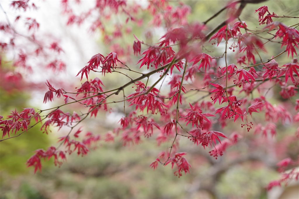 TAMRON - 【☆年始お値打ち送料込み☆】タムロンSP AF17-50mmF2.8XR