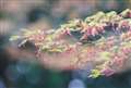 RDf2.8{~`iŎӂ܂ŋʃ{PɂȂ܂Bif2.8j