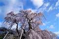 三春　滝桜