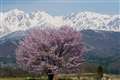 白馬村 野平の一本桜