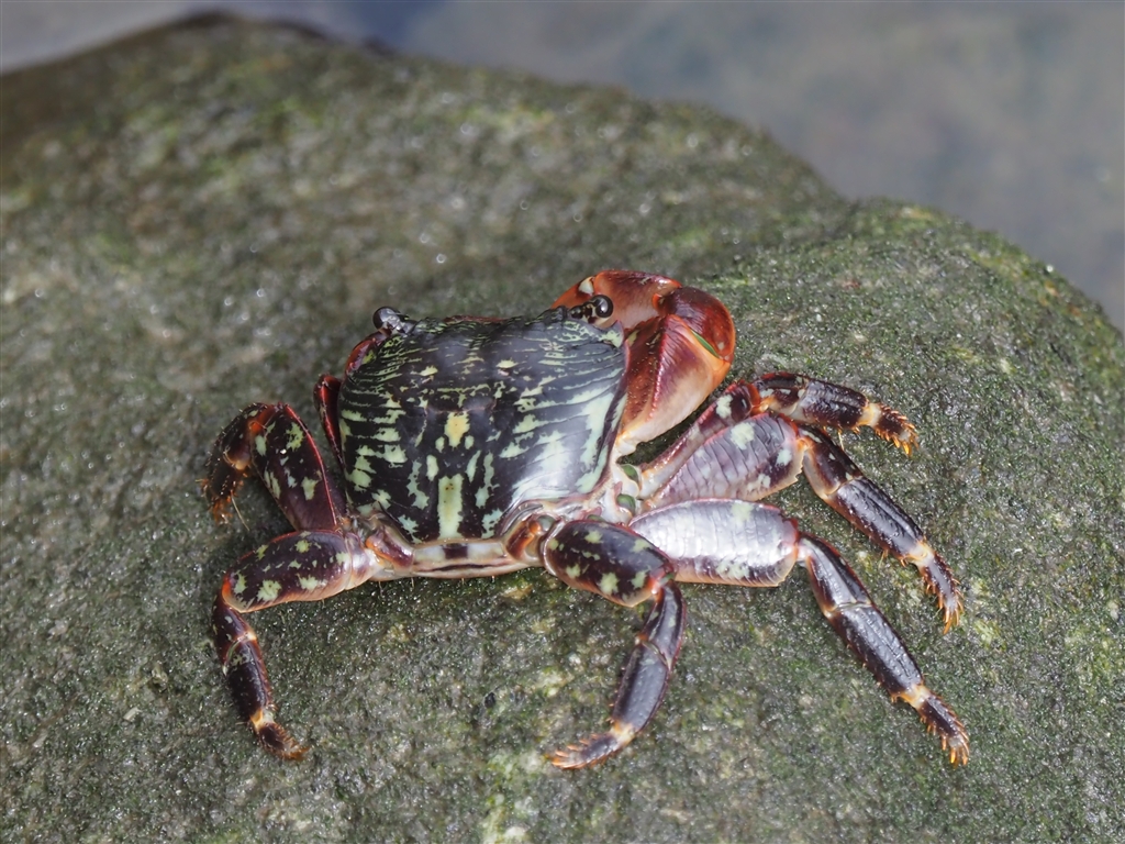 価格 Com 海辺のカニ パナソニック Leica Dg Vario Elmar 100 400mm F4 0 6 3 Asph Power O I S H Rs もっぷ1976さんのレビュー 評価投稿画像 写真 試し撮りして来ました 18 6 21追記