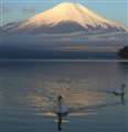 朝の富士山をバックに白鳥を撮影