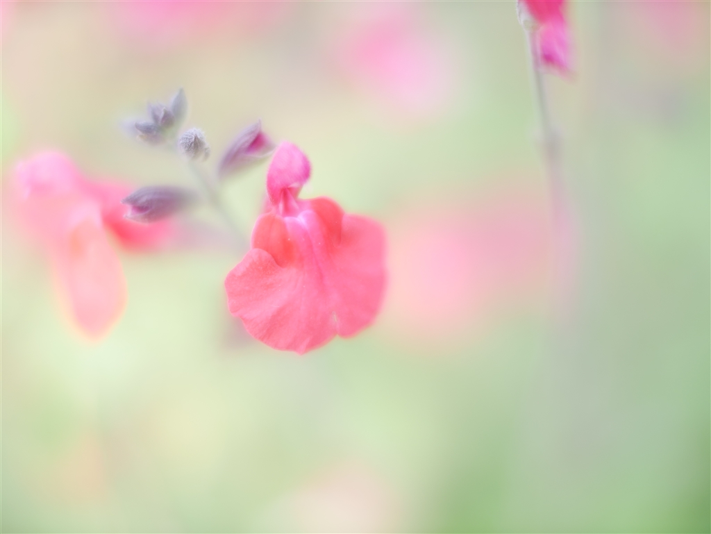価格 Com Gx7mk でホットリップスを コシナ フォクトレンダー Nokton 25mm F0 95 Type Ii Oskar さんのレビュー 評価投稿画像 写真 F0 95の世界 価格 Com Gx7mk でホットリップスを コシナ フォクトレンダー Nokton 25mm F0 95 Type Ii Oskar さんのレビュー 評価投稿画像 写真 F0 95の世界