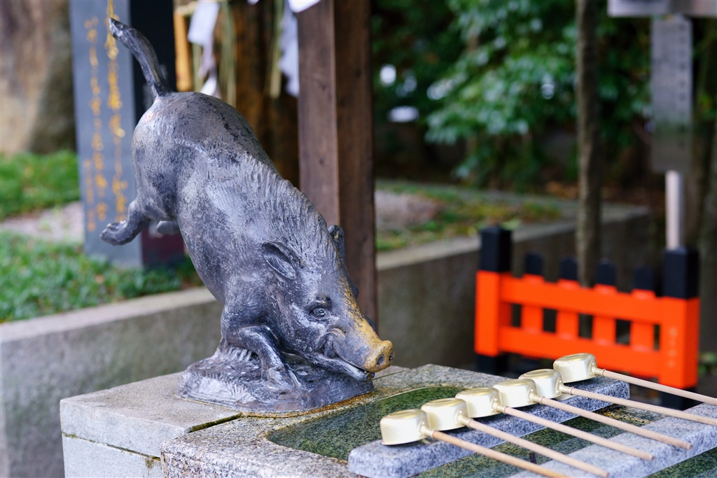 自転車 イノシシ