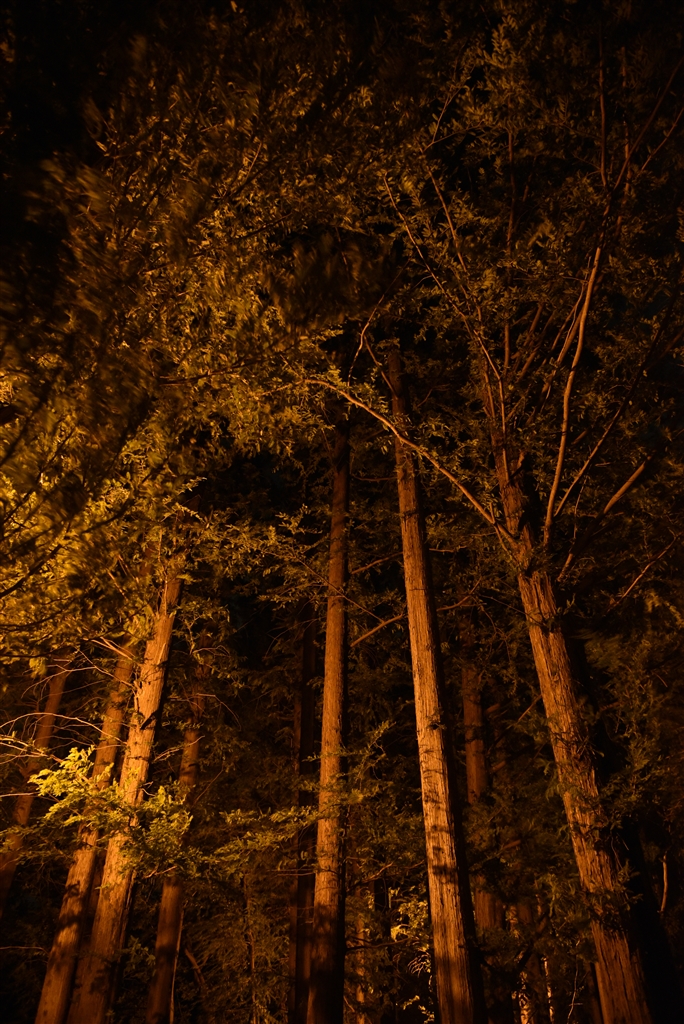 価格 Com 高感度作例です ニコン D750 24 1 Vr レンズキット 徒然なるドラマーさんのレビュー 評価投稿画像 写真 シビれるキャッチフレーズ