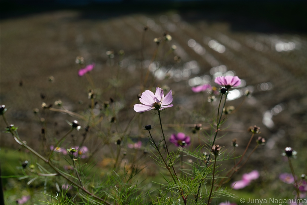 SONY - 週末値下 Zeiss FE 55mm F1.8 ZA SEL55F18zの+spbgp44.ru