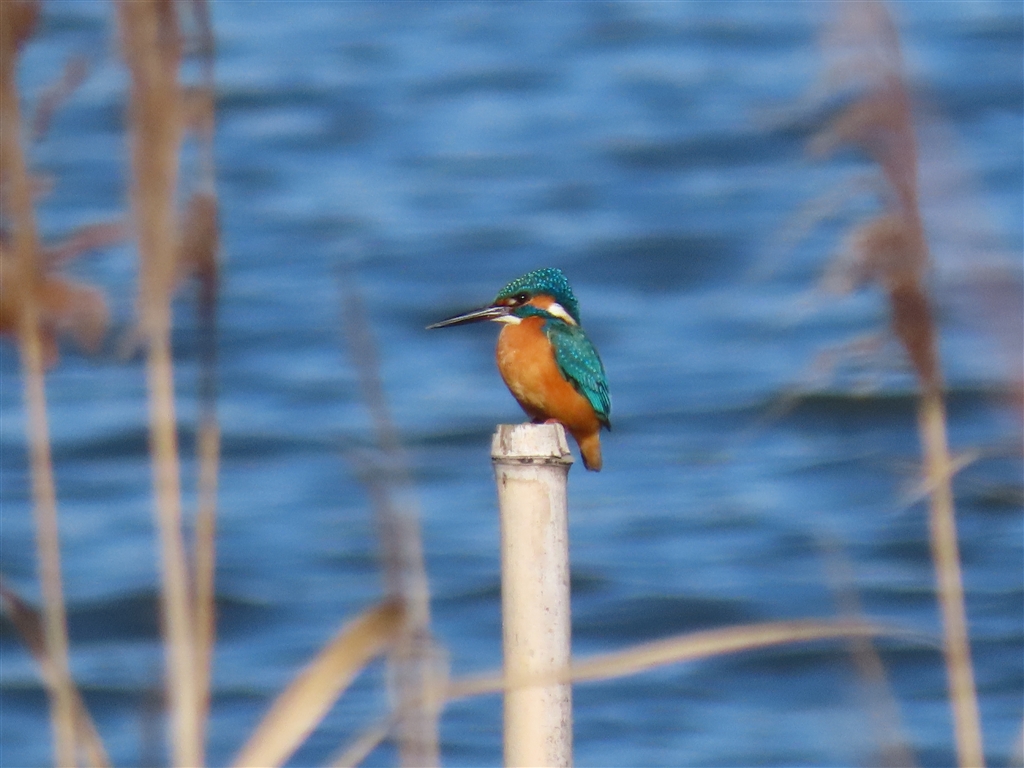 価格.com - 『作例④』CANON PowerShot SX70 HS helloollehさん