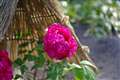 FA43_1/400s,f1.9,43mm,ISO100