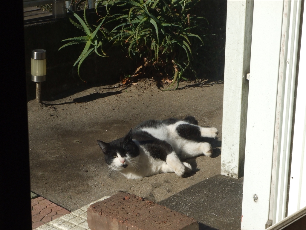 価格 Com 砂浴びする猫 アゴ黒 富士フイルム Finepix Z5fd vhsコンパチさんのレビュー 評価投稿画像 写真 携帯に便利なスリムボディ 4525 価格 Com 砂浴びする猫 アゴ黒 富士フイルム Finepix Z5fd vhsコンパチさんのレビュー 評価投稿画像 写真 携帯に便利なスリムボディ 4525