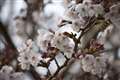 EF-S55-250mm F4-5.6 IS STM