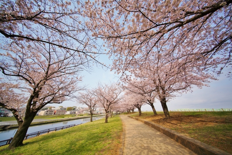 価格 Com 荒川赤羽桜堤緑地の桜 フォクトレンダー 10mm F5 6 Aspherical で撮影 Sony r Iii Ilce 7rm3 ボディ 四季優彩さんのレビュー 評価投稿画像 写真 念願のハイエンド機種 4552