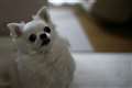 with EF50mmF1.2L