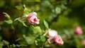 Lumix GX7MK2 + Sigma 56mm F1.4 DC DN