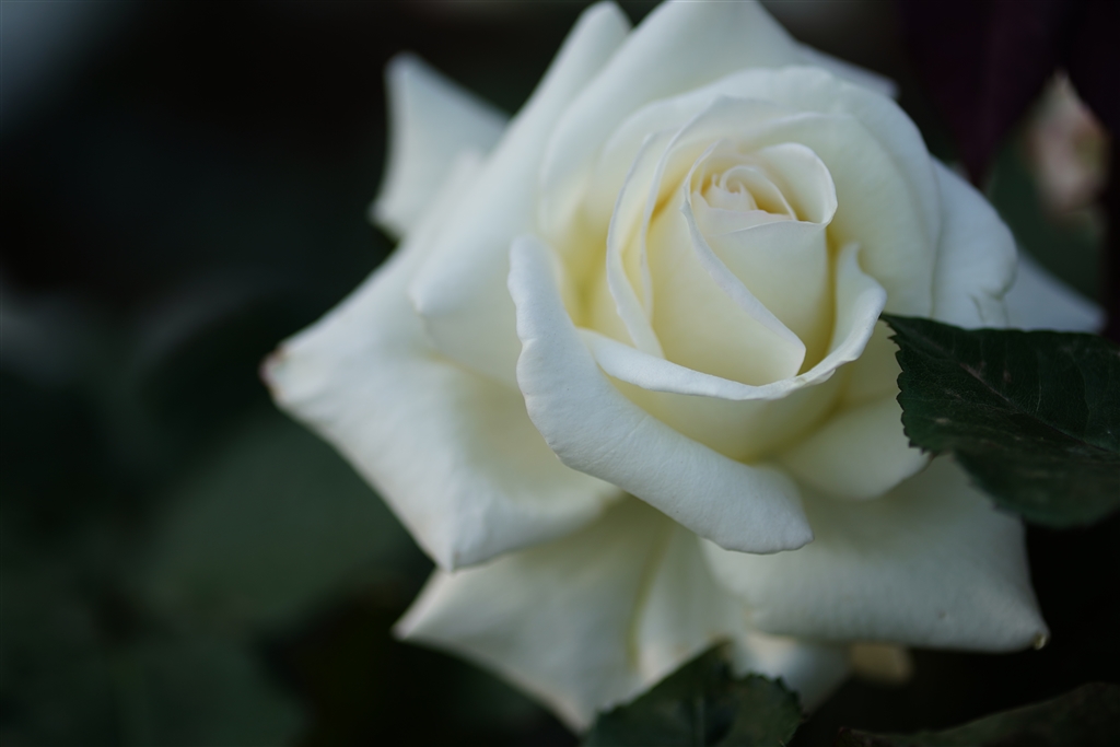 価格 Com マダムサチ Tokina Firin 100mm F2 8 Fe Macro James007さんのレビュー 評価投稿画像 写真 試用数日後の感想