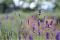 f2.8 1/500 ISO320